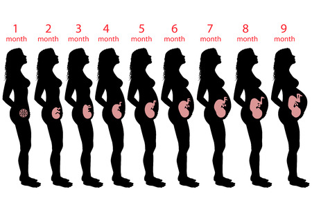 Pregnancy Chart Week To Month