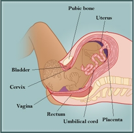 Bradley Method Stages Of Labor Chart