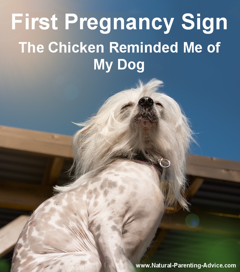 first-pregnancy-sign-chicken-looks-like-my-dog