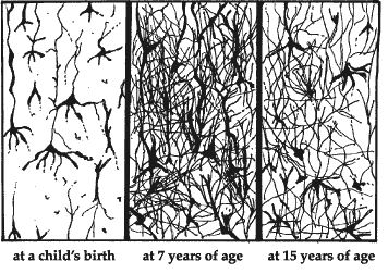 brain development children