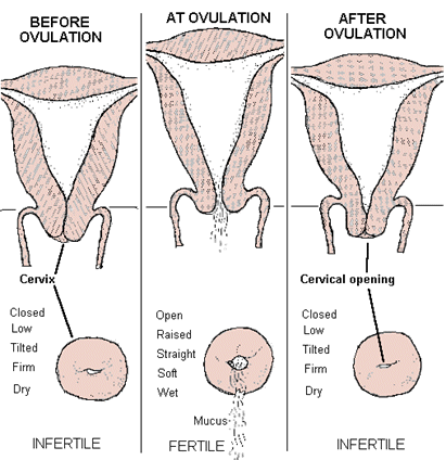 cervical position