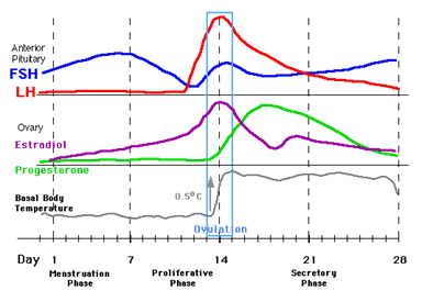 Female Hormone Cycle