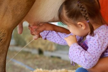 Girl Milking Cow